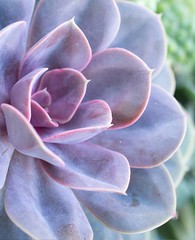 Fht Dft hüdropoonika istutussüsteem lehtköögiviljade jaoks